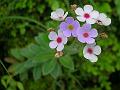 Common Rock Jasmine